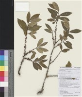 藏品(厚葉柃木)的圖片